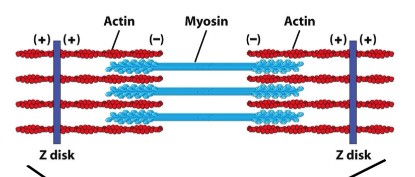 <p>Myosin</p>