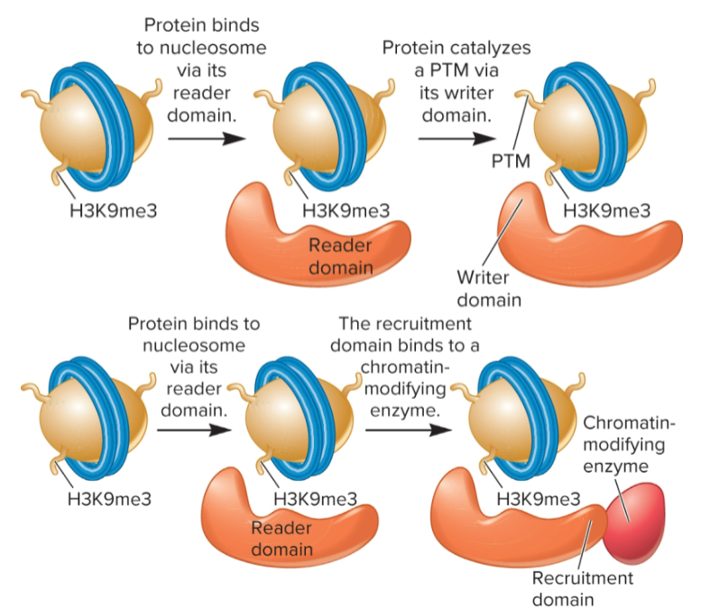 <ul><li><p>writer domains: addition of PTMs</p></li><li><p>eraser domains: remove PTMs</p></li><li><p>recruitment domains: recruit other proteins, such as chromatin remodelers or chromatin-modifying enzymes</p></li></ul><p></p>