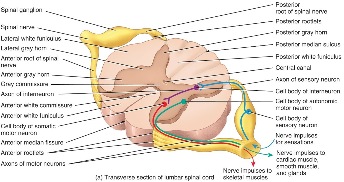 <p>Posterior Root Ganglion</p>