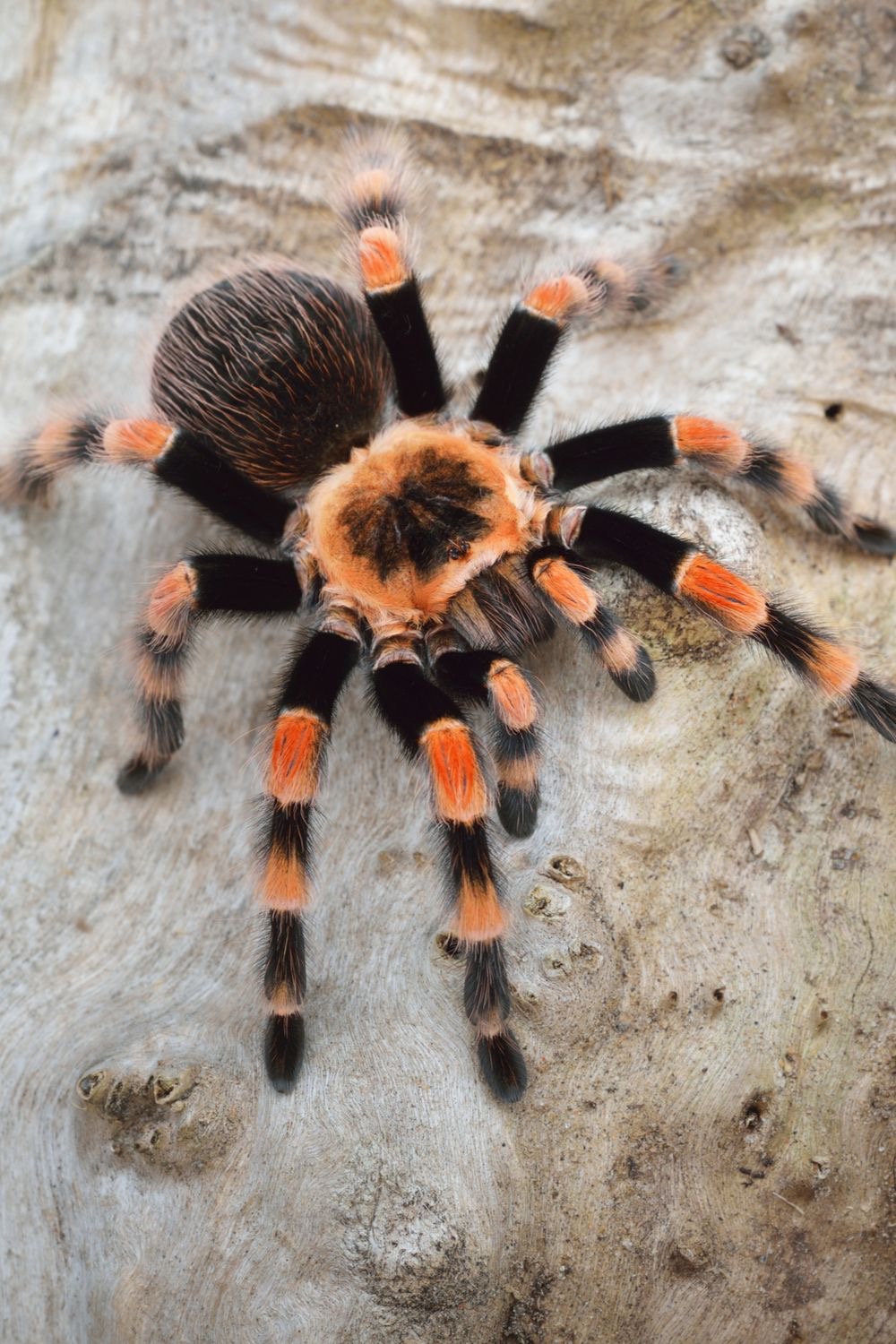 <p>Tarantula</p>