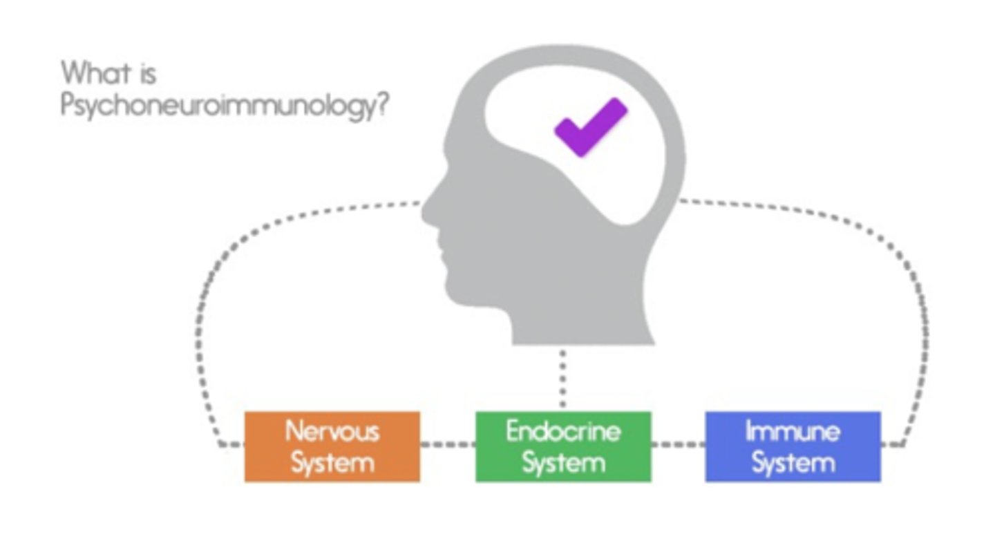 <p><em>Psychoneuroimmunology</em> is the study of how psychological, neural, and endocrine processes together affect our immune system and resulting health. Along with other factors such as age, nutrition, and genetics, stress can prompt the immune system either to overreact (causing an allergic reaction or autoimmune disease) or underreact (allowing an infection to flare or cancer cells to multiply). Stress diverts energy from the immune system, inhibiting the activities of its B and T lymphocytes, macrophages, and NK cells. Stress does not cause illness, but by altering our immune functioning it may make us more vulnerable to diseases and influence their progression.</p>