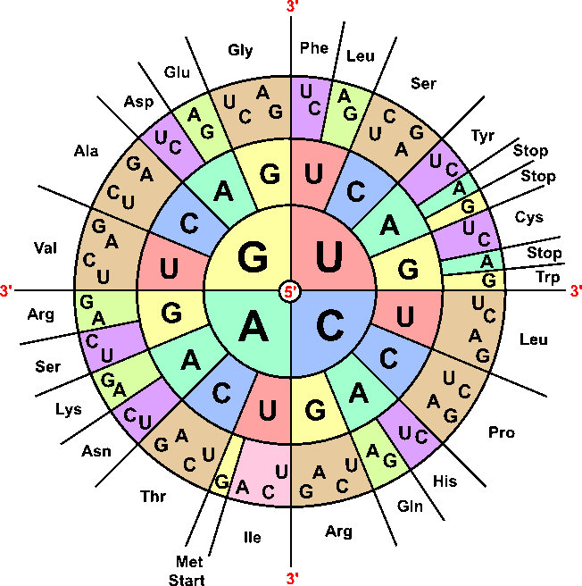 <p>a codon = 3 nucleotides coding for 1 amino acid. The amino acid table helps decode RNA sequences</p>