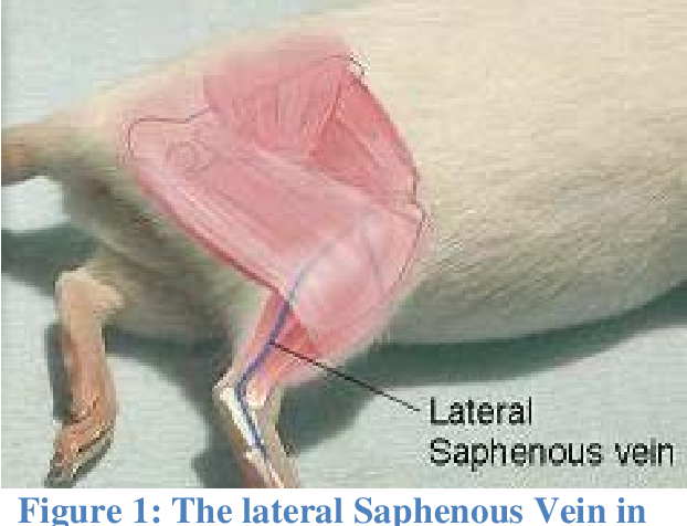<ul><li><p><span style="color: red;"><strong>saphenous vein</strong></span></p></li></ul><p></p>