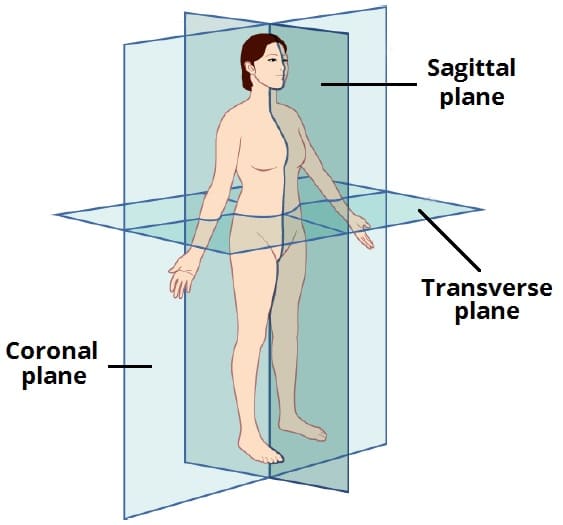 <p>Anatomical planes are imaginary lines describing body part orientation:</p><ol><li><p>Sagittal - left/right</p></li><li><p>Coronal - front/back</p></li><li><p>Transverse - top/bottom</p></li></ol>