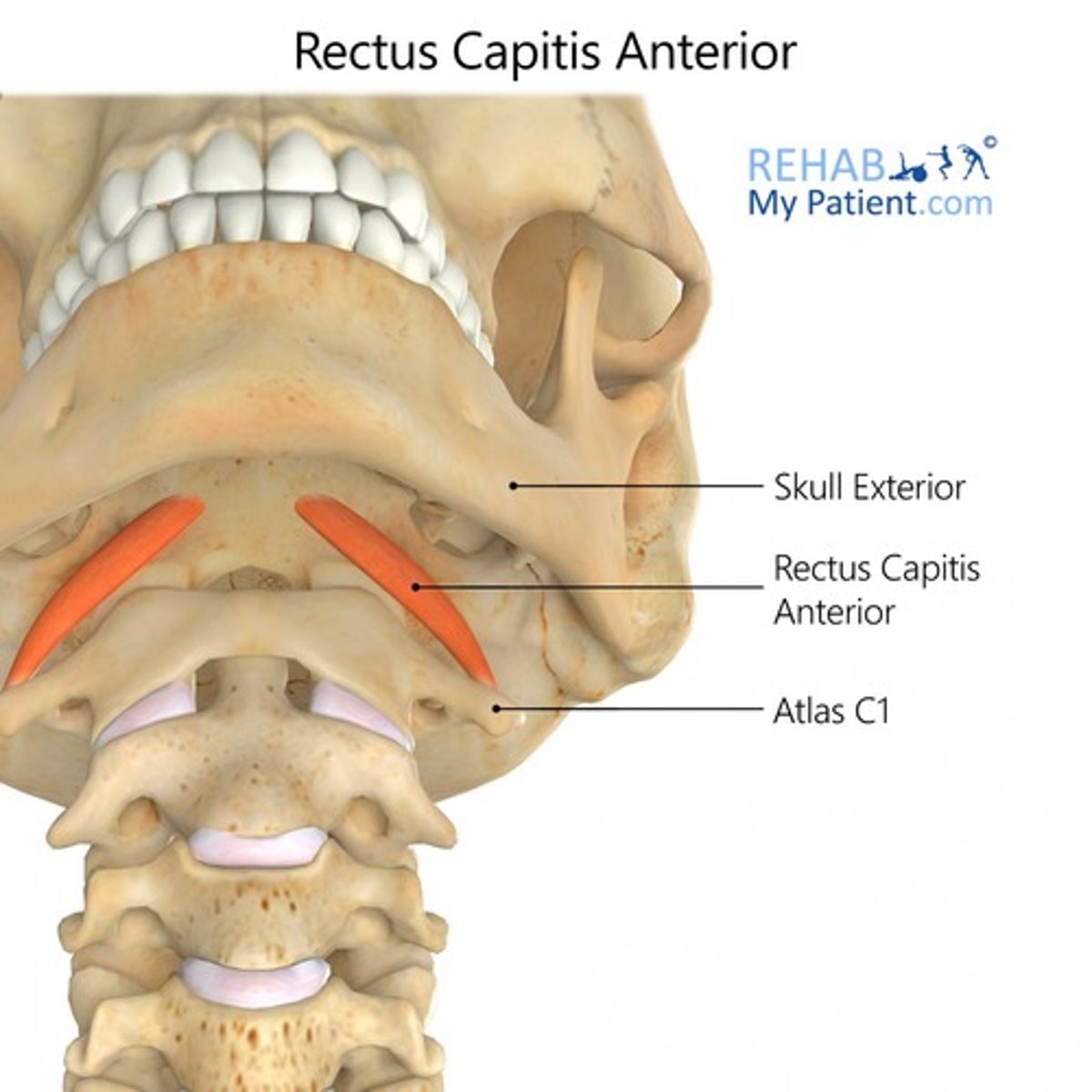 <p>occipital bone</p>