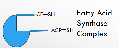 <p>A large, multi-enzyme cytosolic complex that carries out fatty acid synthesis.</p><p>MULTIENZYME COMPLEX</p><p>• ACETYL COA ATTACHES TO THE CONDENSING ENZYME SITE</p><p>• MALONYL COA ATTACHES TO THE ACYL CARRIER PROTEIN (ACP) SITE.</p><p>• ACETYL COA CONDENSES WITH MALONYL COA; REDUCTION,</p><p>DEHYDRATION, REDUCTION, REPEAT</p><p></p>