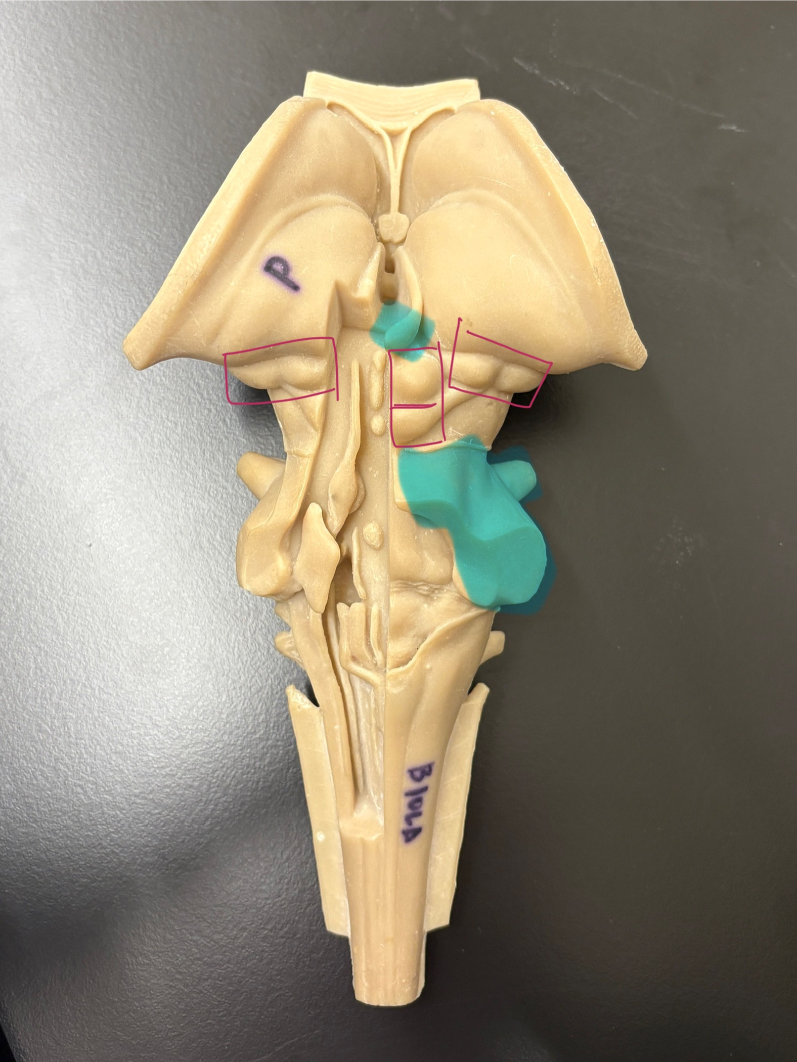 <p>label parts of diencephalon (posterior view)</p>