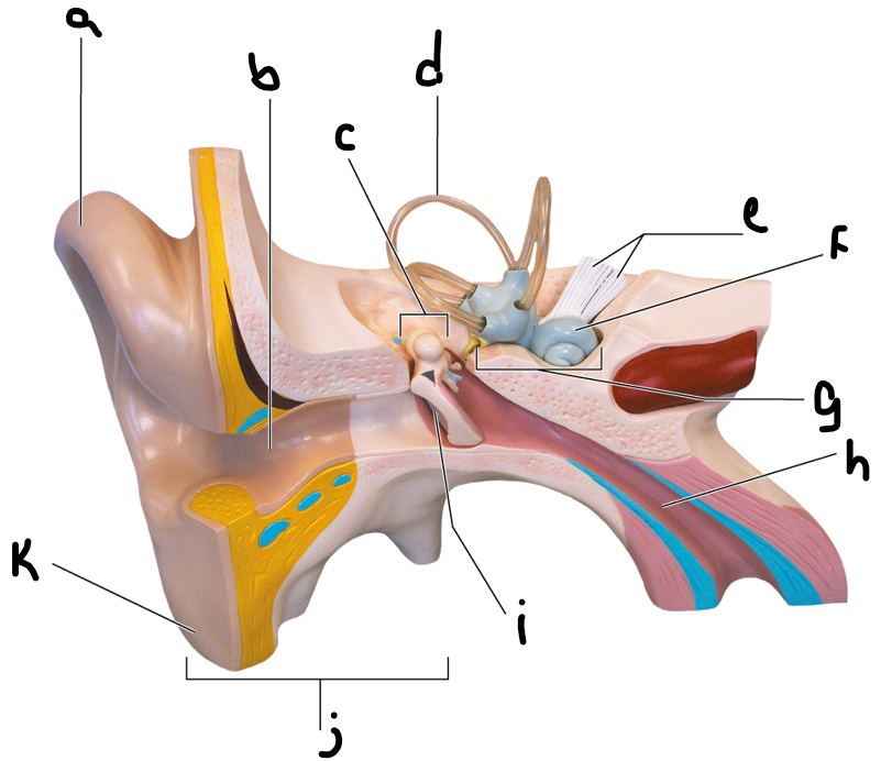 <p>Ear Anatomy 2</p>