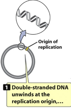 <ul><li><p>Takes place in circular DNA/plasmid such as e. coli, bacteria, and prokaryotes </p></li><li><p>Expect organisms that undergo replication to have circular plasmids </p></li><li><p>1st: 2 strands that make up plasmid need to melt (unwind/separate) </p></li><li><p>Unwinding starts at origin of replication where <strong>polymerase</strong> will start where it will bind and begin to do job of replicating </p></li><li><p>It needs to unwind before origin of replication so all machinery can get there and ready to do its job </p></li><li><p>There is a slow unwinding and it’s called a <strong>replication bubble </strong></p></li></ul><p></p>