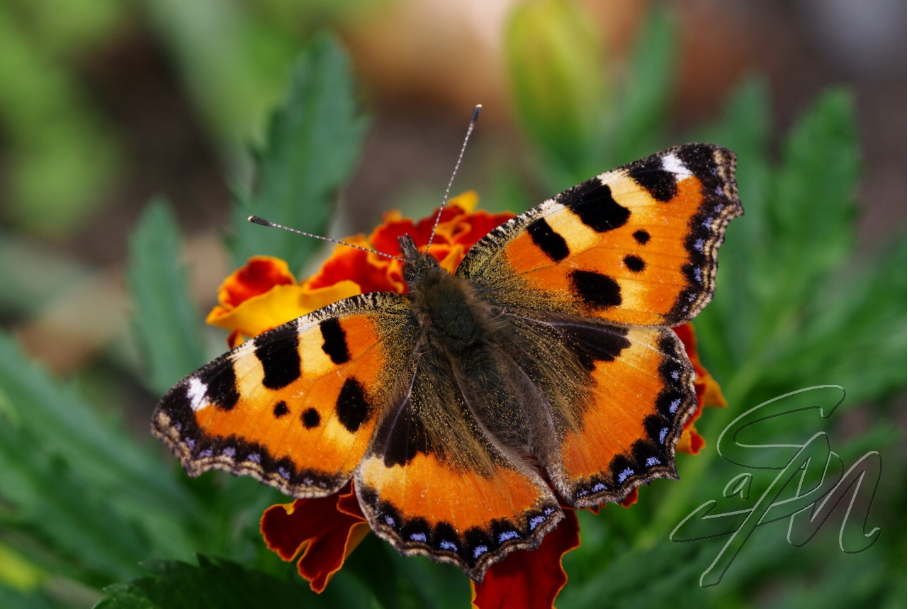 <p>babočka kopřivová </p>