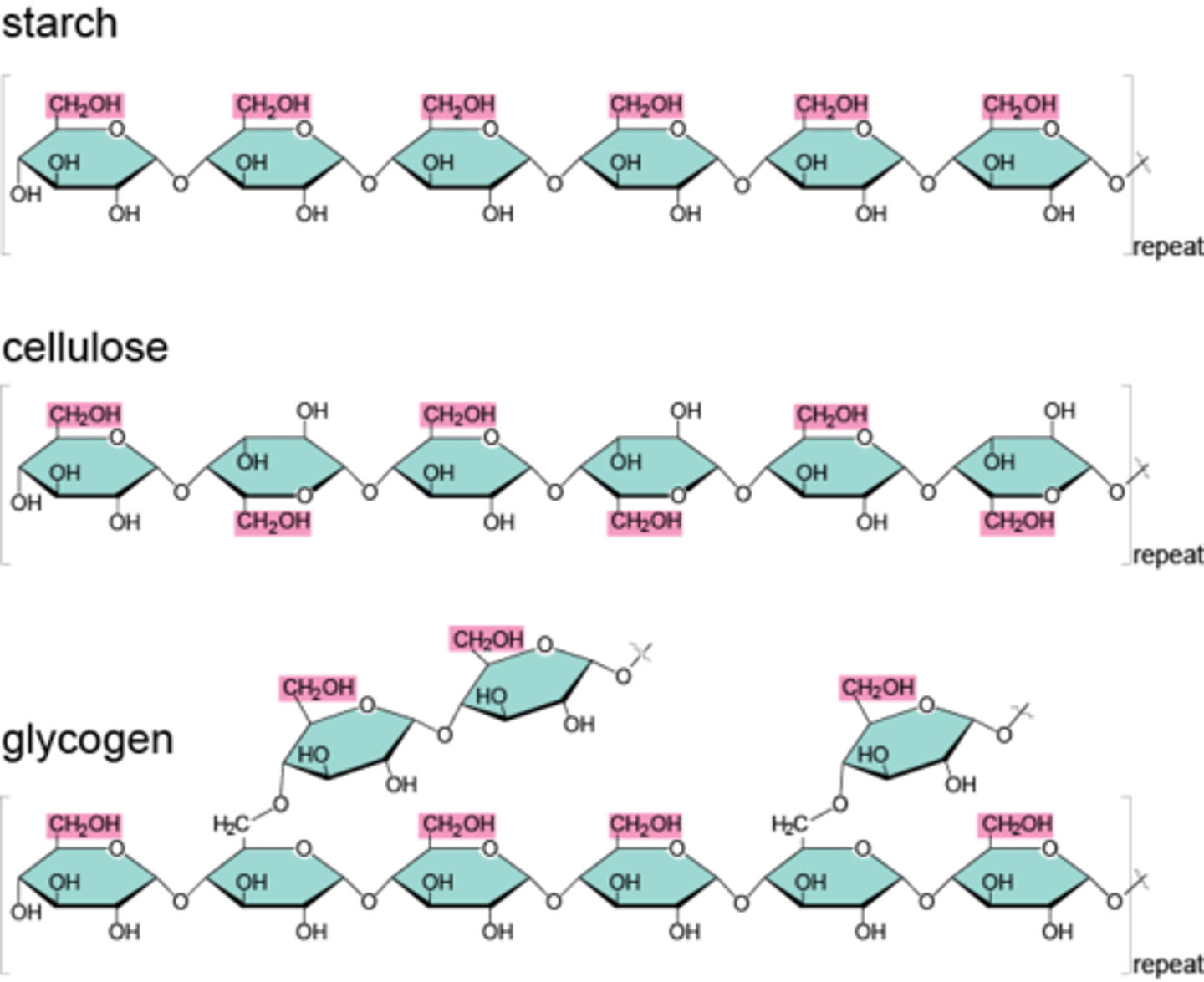 <p>Contain a few to a thousand or more (long chain) monosaccharides composed of glucose, starches are the largest polysaccharides formed from glucose.</p><p>- Used for glucose storage</p><p>* Examples </p><p>- Glycogen – a storage form of glucose in the human liver and muscles.</p><p>- Starches – an energy source obtained from plants (Potatoes, Grains, Peas)</p><p>- Cellulose – a structural polysaccharide in plants; when consumed, it acts as a dietary fiber (from the cell wall of green plants)</p>