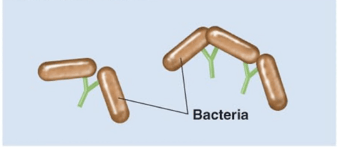 <p>Antibody effects of binding</p><p>- 1 of 5 effects</p><p>- Antibodies bind to and "clump" pathogens</p><p>- Helps immobilize pathogens</p><p>- Helps decrease the number of pathogens to be "dealt with"</p>
