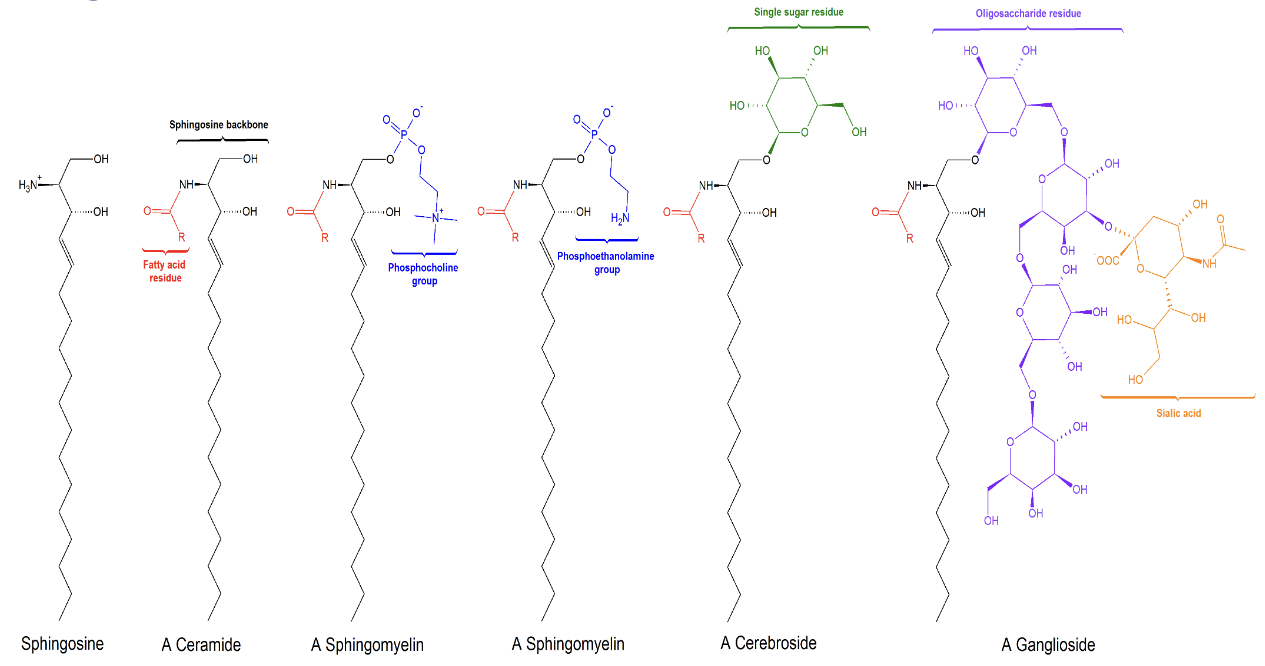 <p>Sphingosine→ backbone with no fatty acid residues</p><p>Ceramides→ Sphingosine backbone with a fatty acid residue</p><p>Sphingomyelins→ Sphingosine backbone with a fatty acid residue and a phosphocholine group or a phosphoethanolamine group</p><p>Cerebrosides→ Sphingosine backbone with a fatty acid residue and a single sugar group (either glucose or galactose)</p><p>Gangliosides→ Sphingosine backbone with a fatty acid residue and up to 7 sugar groups</p>