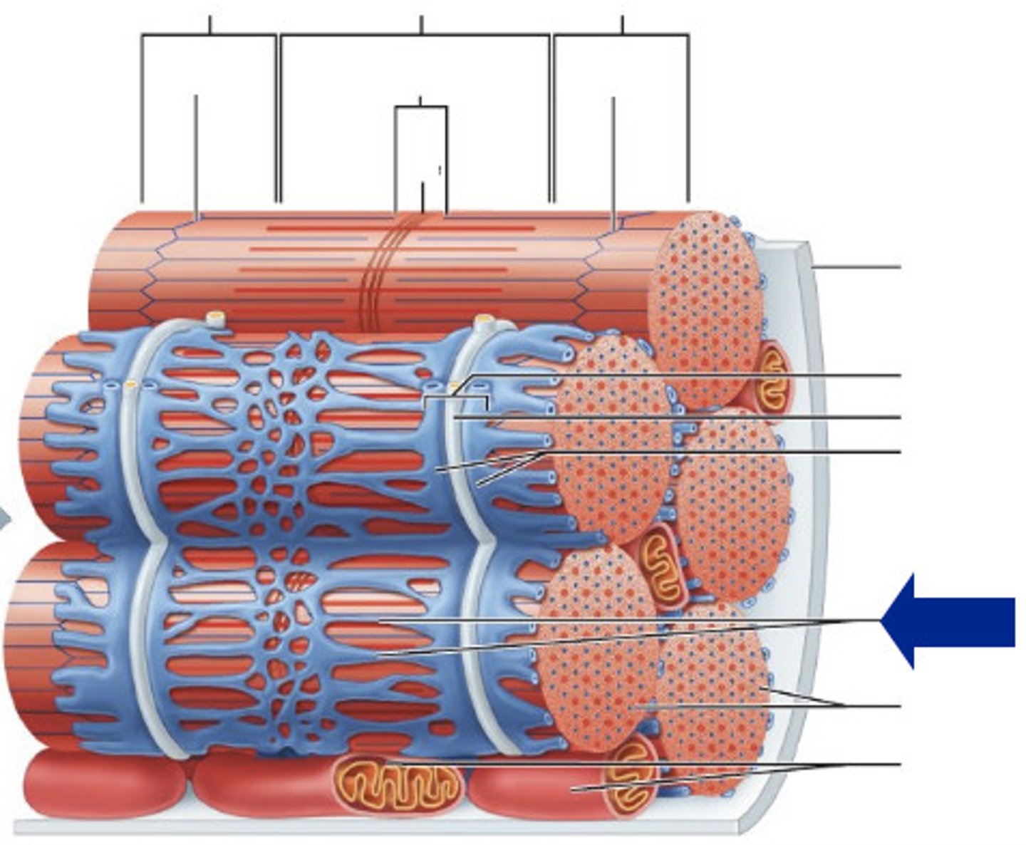 <p>Muscle fiber receives ACh signal, causes sarcoplasmic reticulum to release calcium ions</p>
