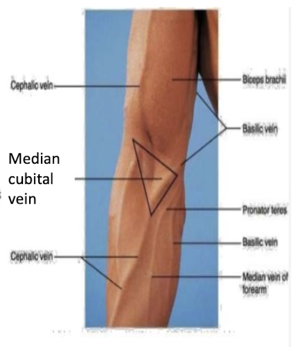 <ol><li><p>Drain the superficial tissues and DO NOT accompany the arteries</p></li><li><p>The medial basilic vein and lateral cephalic vein.</p></li><li><p>Formed by the connection of the basilic and cephalic veins and runs across the cubital fossa - site for venipuncture</p></li></ol><p></p>