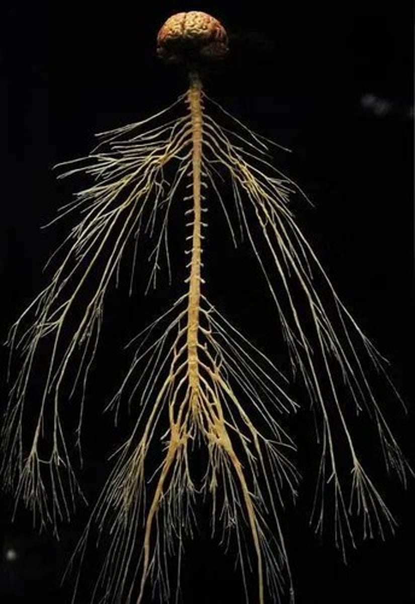 <p>Part of the nervous system containing all nerves outside the central nervous system (CNS) that carry information to and from the body.</p>
