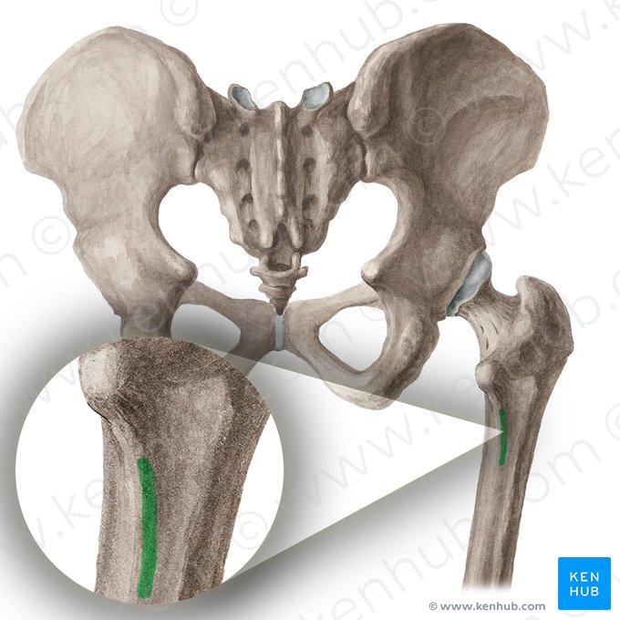 <p>Insertion: pectineus, psoas minor, &amp; adductor brevis</p>