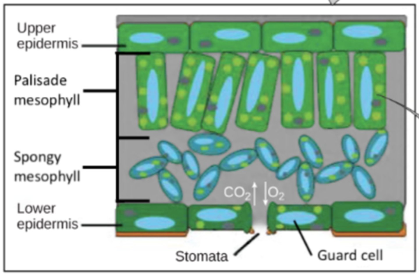 <p>epidermis; it provides protection and prevents water loss</p>