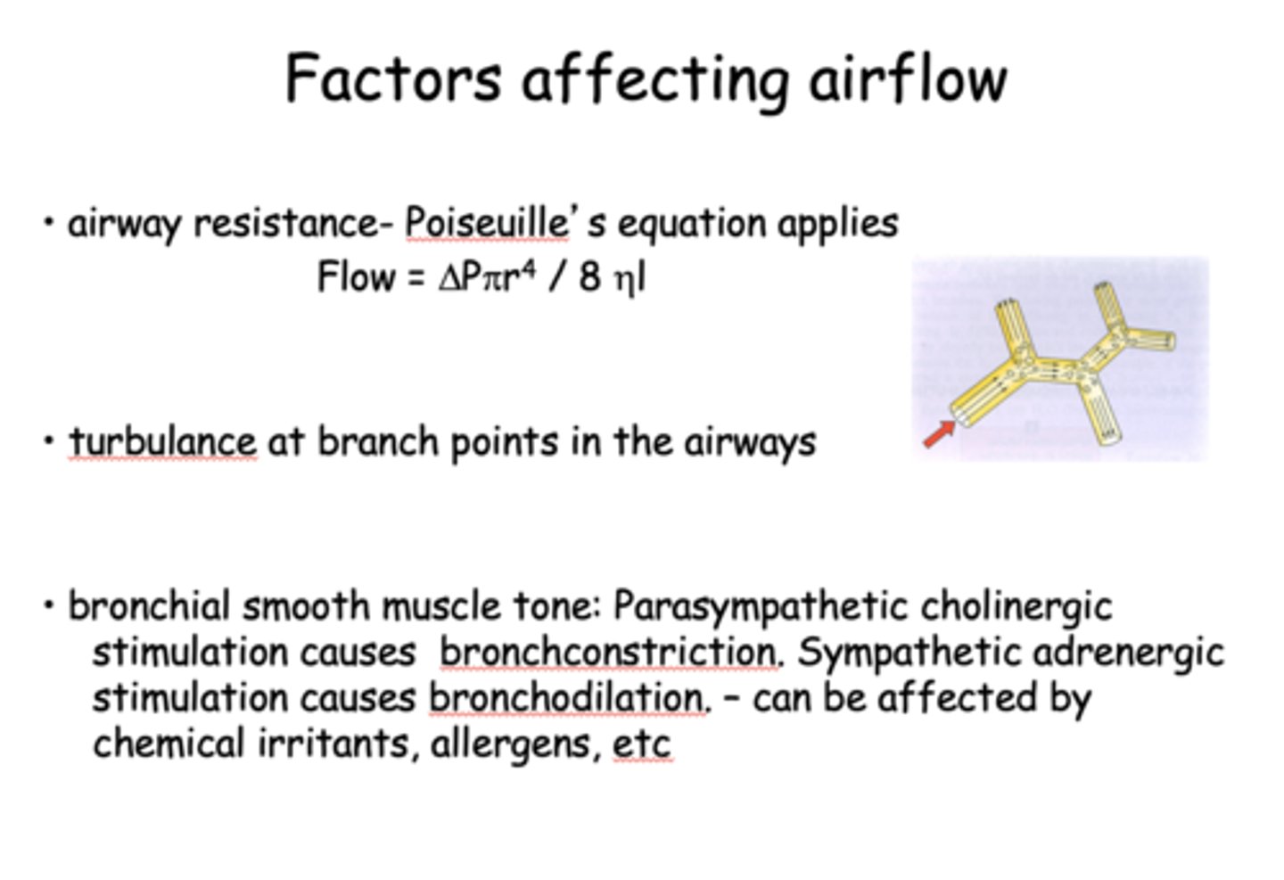 <p>- Airway resistance</p><p>- Turbulance at branch points in the airways</p><p>- Bronchial smooth muscle tone</p>