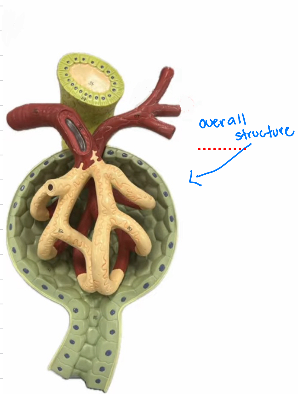 knowt flashcard image