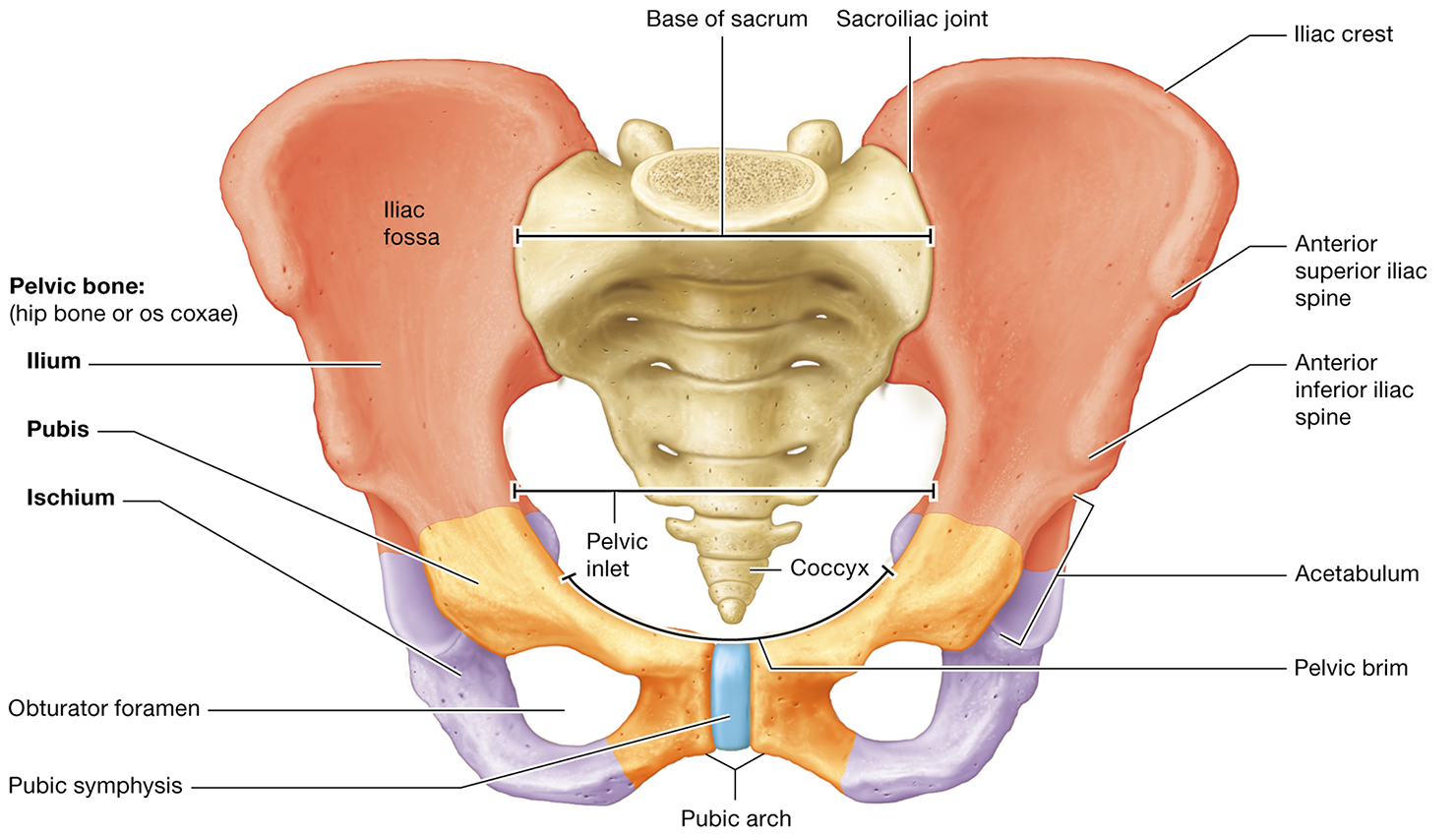 <p> formed by the two <strong>pelvic bones</strong> and the <strong>sacrum</strong>. Each <strong>pelvic bone</strong> is composed of three fused bones: the <strong>ilium</strong>, <strong>ischium</strong>, and <strong>pubis</strong></p>