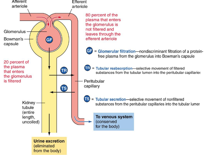 <p><u>First step</u> in urine formation</p><ul><li><p><u>Filtrate similar to plasma in composition</u> (but has <u>no plasma proteins)</u></p></li><li><p><u>20% of plasma</u> that enters glomerulus <u>is filtered</u> (180L/day of filtered fluid formed)</p></li><li><p>Transfer between kidney tubules and pertubular capillaries ensures that enough fluid is kept in the system</p></li></ul><p></p>