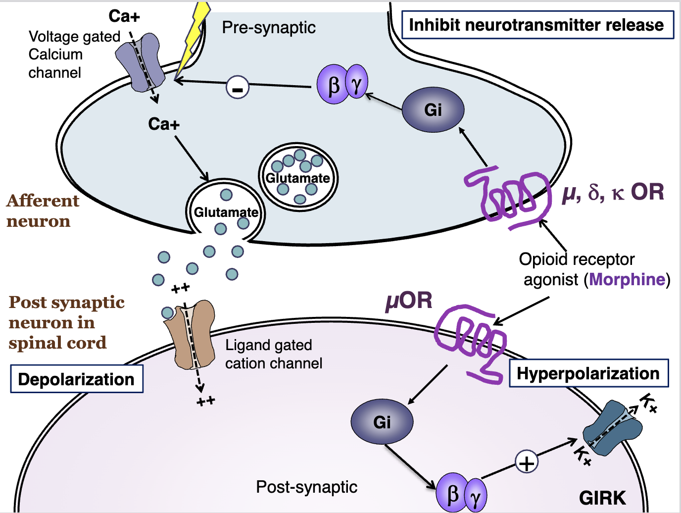 <p>On the presynaptic, mu, delta, and kappa opioid receptors will cause a G inhibitory effect on the voltage gated calcium channel,</p>