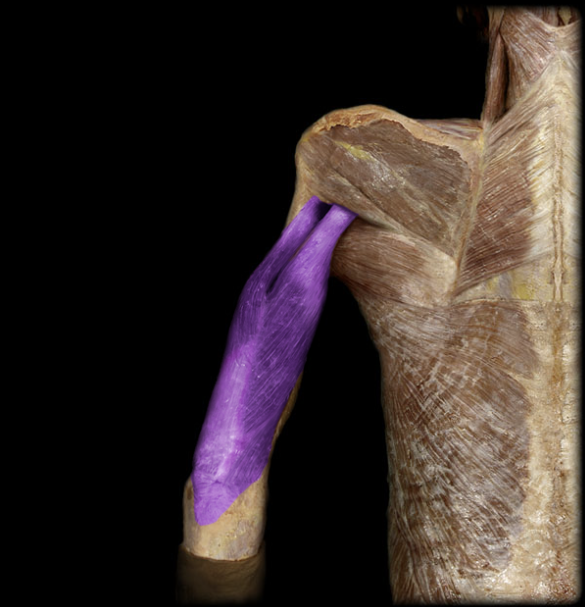 <p>large muscle on the posterior upper arm, extension @ elbow</p>