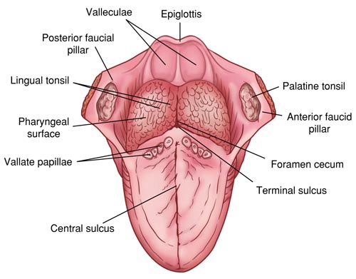 <p>foramen cecum</p>