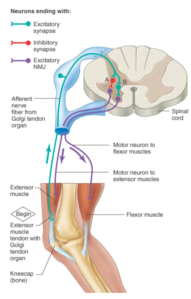 <p><span>sensory receptor located at the junction between a muscle and its tendon, detects tension in tendon produced by muscle contraction</span></p><p><span>NO MOTOR INNERVATION</span></p><p><span>high threshold response -</span>increases IPSPs (inhibitory) on alpha motor neurons that causes reduction in muscle contraction <strong>AND</strong> excitation in the opposing flexor’s motor neurons</p><p>During normal locomotion, input excites rather than inhibits motoneurons and affects the timing of transitions between the stance and swing phases of locomotion</p>