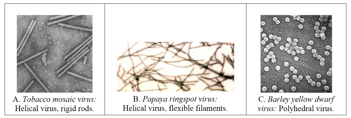 <ul><li><p><strong>Rigid Helical: Tubalovirus</strong></p></li><li><p><strong>Flexible Helical: Ebola </strong></p><ul><li><p>Only a couple pics because not a lot of people want to work with it </p></li></ul></li></ul><p></p>