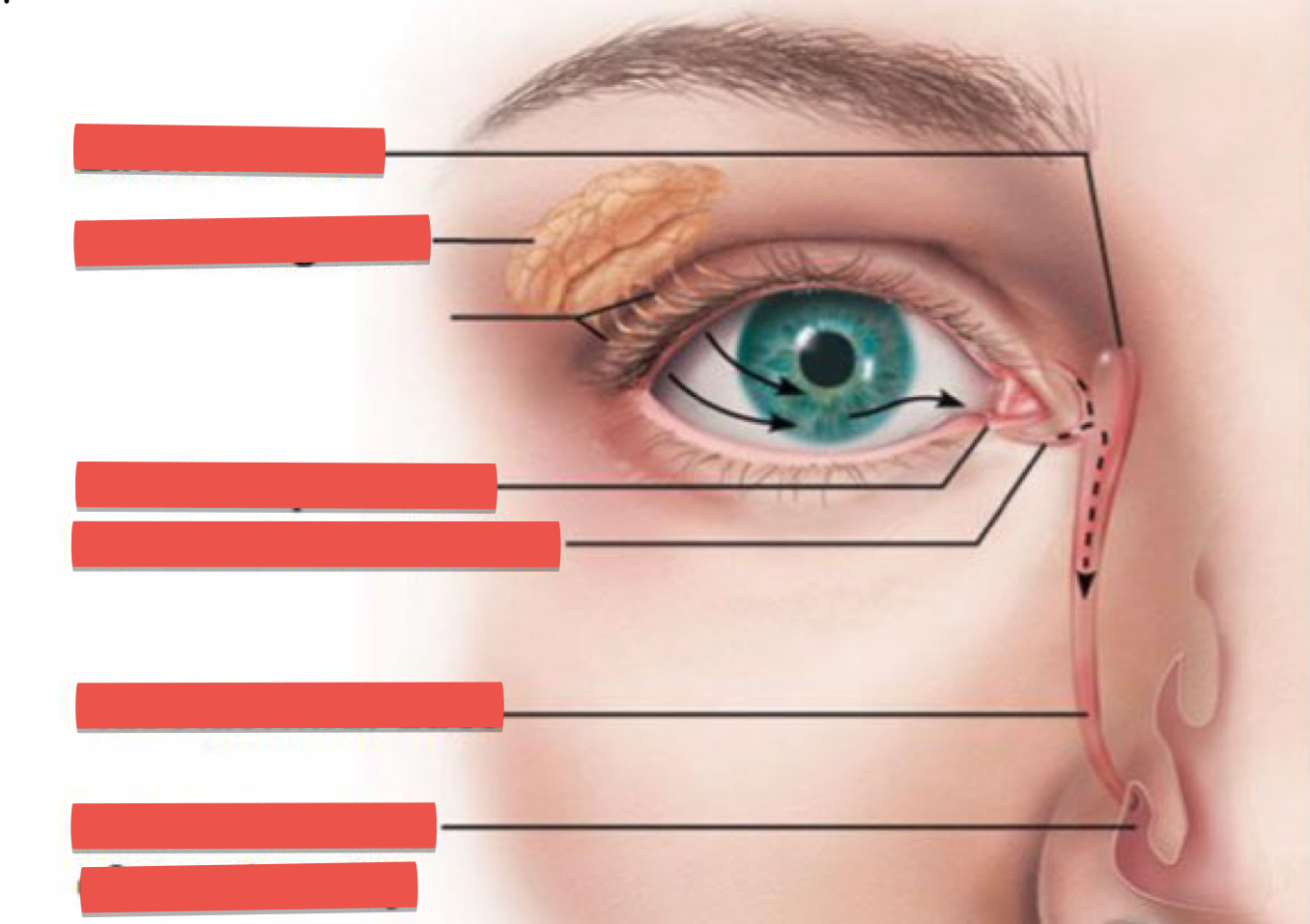 <p>Lacrimal system:</p>