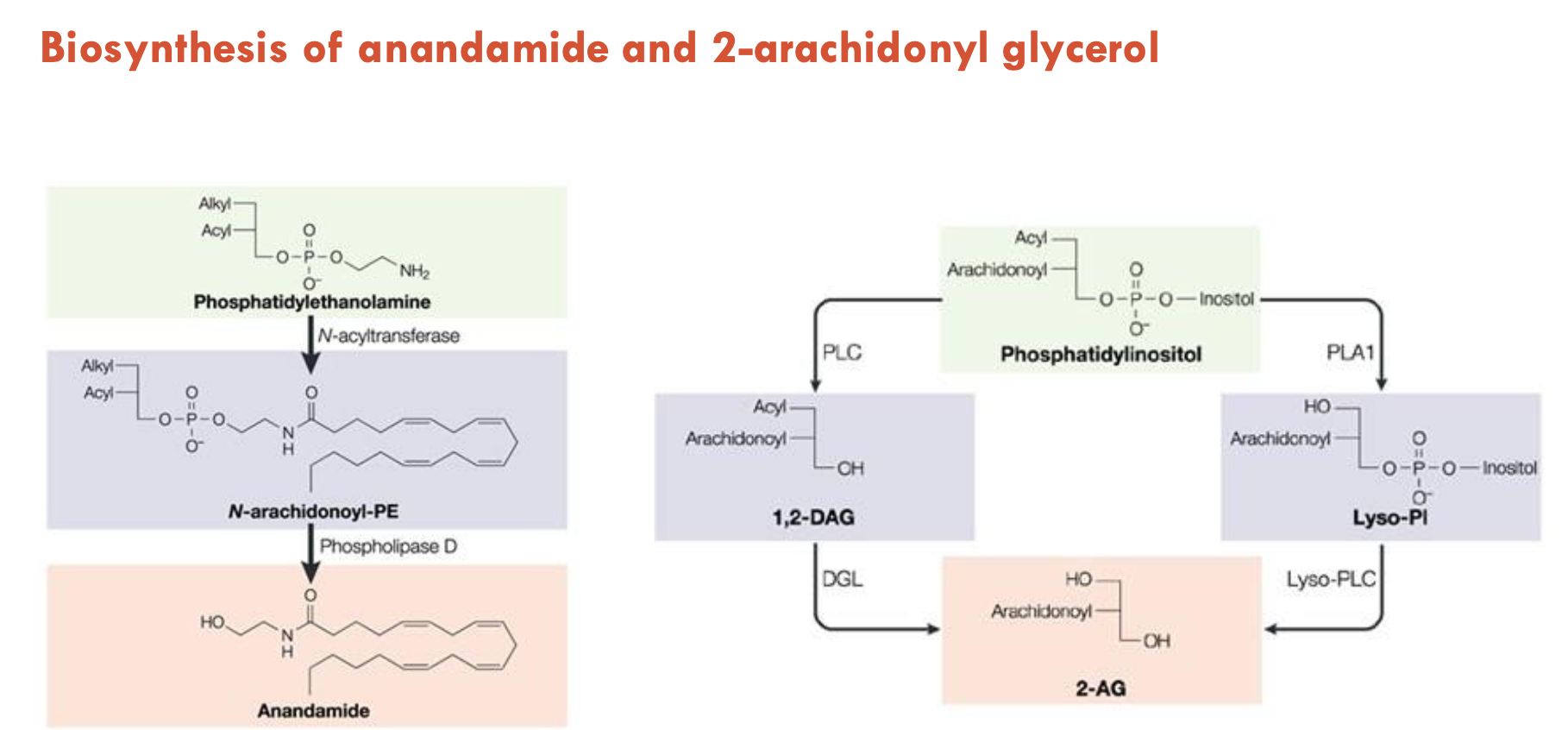 <p><strong><u>Anandamide</u></strong></p><ol><li><p><strong>Base molecule: </strong>Phosphatidylethanolamine (PE) = 2 lipids + amine group on a glycerol backbone</p></li><li><p><strong>Step 1:<em> </em></strong><em>N-acyltransferase</em> adds <u>arachidonic acid</u> to the amine group → forms <em>N-arachidonyl-PE (NAPE), </em>where<em> </em>3 lipids are now attached</p></li><li><p><strong>Step 2:</strong> <em>Phospholipase D </em>cleaves NAPE → releases <u>anandamide</u></p></li></ol><p><strong><u>2-Arachidonyl Glycerol (2-AG)</u></strong></p><ol><li><p><strong>Base molecule:</strong> Phosphatidylinositol (PI) = 2 lipids + inositol on a glycerol backbone</p></li><li><p>There are two pathways to create 2-AG:</p><ul><li><p><strong>PLC Pathway:</strong></p><ul><li><p>Phospholipase C (PLC) cleaves off inositol → <u>1,2-DAG</u></p></li><li><p>DGL<em> </em>cleaves off acyl and replaces it with a hydroxyl group → <strong>2-AG</strong></p></li></ul></li><li><p><strong>PLA1 Pathway:</strong></p><ul><li><p>Phospholipase A1 (PLA1) can remove the acyl tail —&gt; <u>Lyso-Pl</u></p></li><li><p>Lyso-PLC removes inositol-phosphate group → 2-AG</p></li></ul></li></ul></li></ol><p></p>