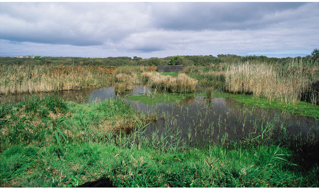 <p><strong>wetland</strong></p>