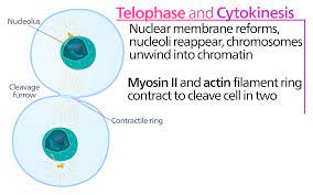 <ol><li><p>Nuclear envelope and nucleolus form on each pole</p></li><li><p>chromosomes uncondense</p></li><li><p>spindles disappear</p></li></ol>