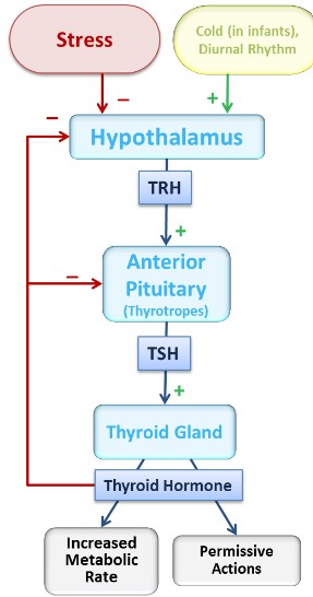 <p>ATP production and utilization</p><p>Thermogenesis O2 consumption</p><p>Growth: muscle, bone, nervous</p>