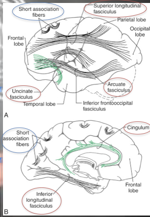 <ul><li><p><span>Long Association Fibers:</span></p><ul><li><p><span>Superior Longitudinal Fasciculus: Connects frontal, occipital, parietal, &amp; temporal lobes</span></p></li><li><p><span>Inferior Longitudinal Fasciculus: Connects occipital lobe to temporal pole</span></p></li><li><p><span>Arcuate Fasciculus: Connects gyri in frontal lobe (Broca’s area) to temporal lobe (Wernicke’s area)</span></p></li><li><p><span>Uncinate Fasciculus: Connects frontal lobe to temporal lobe</span></p></li><li><p><span>Cingulum: Connects frontal &amp; parietal lobes to para-hippocampal</span><span style="font-size: 20px; font-family: Helvetica"> </span><span>gyrus &amp; adjacent temporal gyri</span></p></li></ul></li><li><p><span>Short Association Fibers: Connect adjacent gyri</span></p></li></ul><p></p>