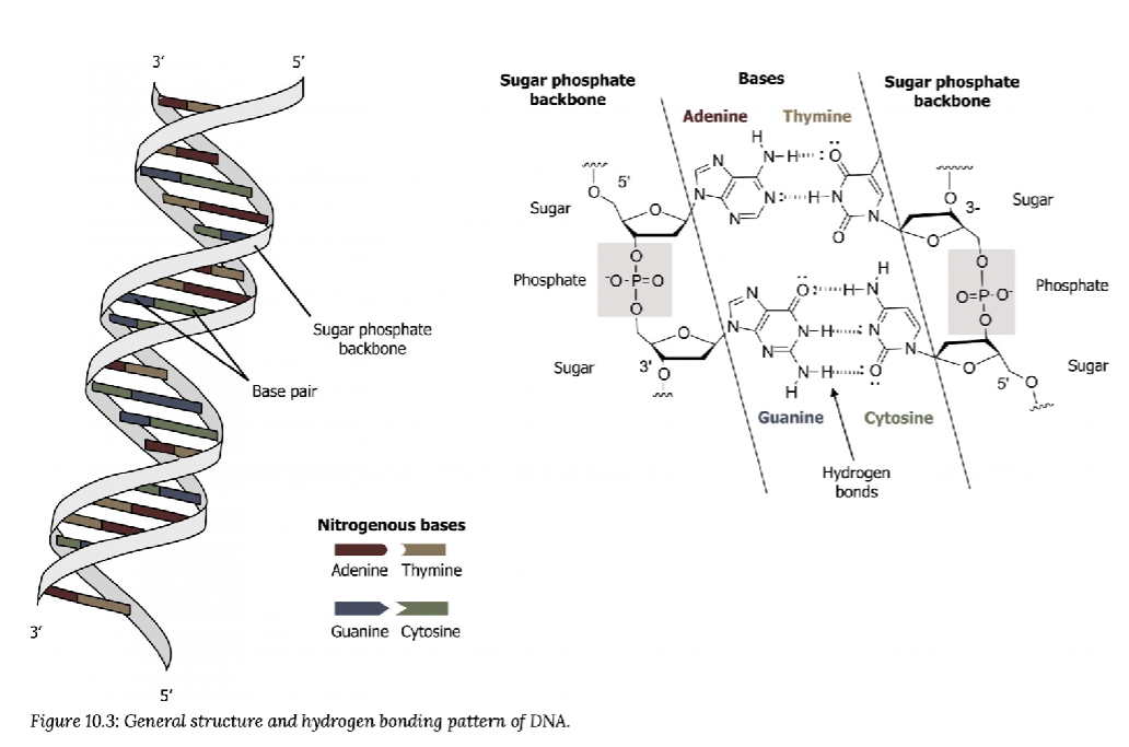 <p>Double Helix Structure</p><p>Sugar and phosphate of the nucleotides form backbone</p><p>Nitrogenous bases are stacked inside</p>