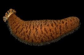 <p>-sea cucumbers </p><p>-elongate echinoderms that lay on their sides</p><p>-very reduced ossicles in leathery skin</p><p>-tentacles surrounding the mouth are modified podia of WVS</p><p>-locomotion via 3 well-developed rows of tube feet (other 2 are vestigial)</p><p>-respiratory trees internally for gas exchange (ass breathers)</p><p>-self defense via discharge of toxic <strong>cuverian tubules</strong>, digestive tract, and/or gonads</p>