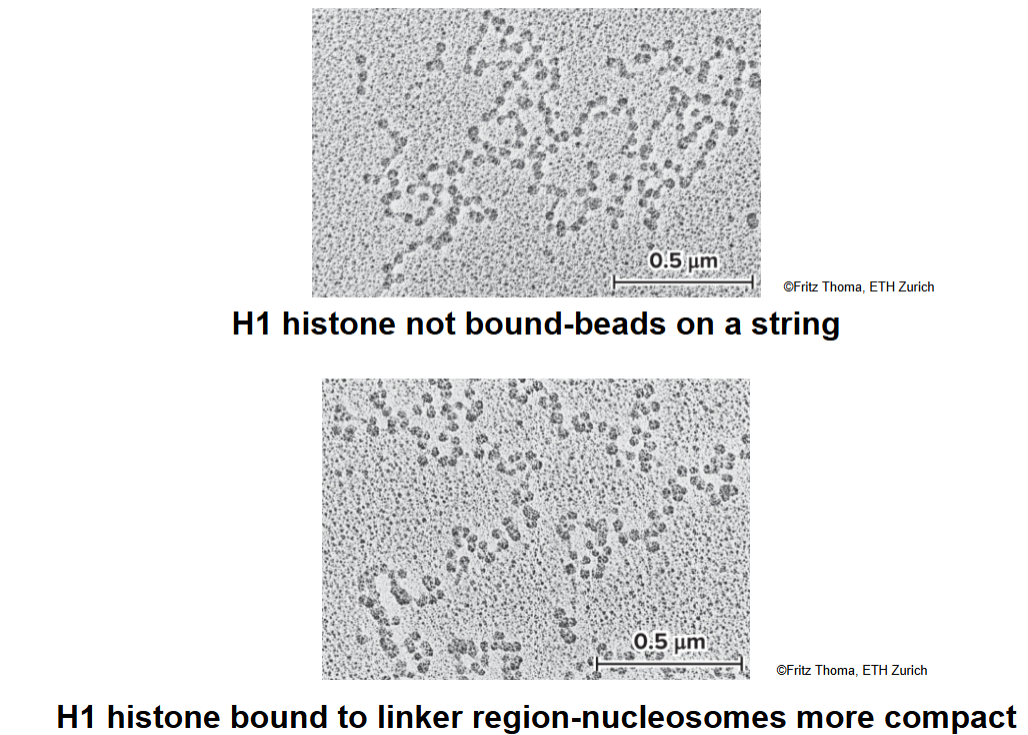 <ul><li><p><strong>moderate</strong> salt concentrations: H1 is removed, classic beads-on-a-string morphology</p></li><li><p><strong>low</strong> salt concentrations: H1 remains bound, beads associate together into a compact morphology</p></li></ul><p></p>