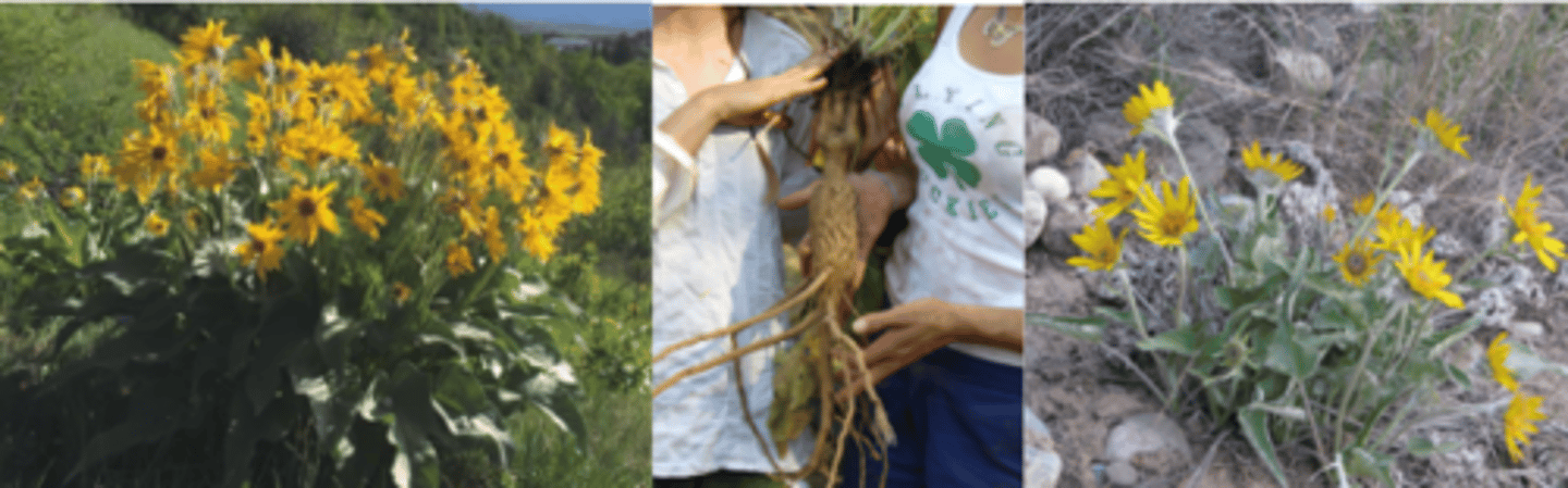 <p>What genus has these characteristics?</p><p>Long-lived perennial herbs w/ big taproots</p><p>Leaves: simple, arrow shaped</p><p>Inflorescence: Disk and Ray flowers (daisy…)</p><p>General Asteraceae Traits: </p><p>- A Composite head with involucral bracts (head made up of many flowers, bracts on bottom).</p><p>- Fruit: Achene (often a achenes per flower with many pappus) </p>