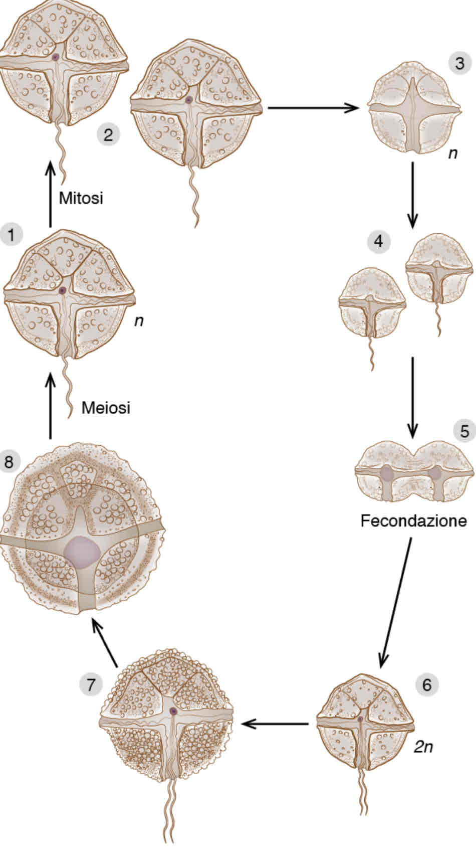 <p>Dalla fecondazione si originano zigoti tetraflagellati che, una volta persi i flagelli, sedimentano nel fondo della colonna d’acqua trasformandosi in cisti zigotiche(<u>istricosfere</u>) che possono persistere per anni prima di schiudere e generare per meiosi stadi vegetativi aploidi</p>