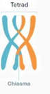 <p>this is where <strong>crossing over</strong> happens, the x-shaped regions where homologous chromosome pairs make direct contact</p>
