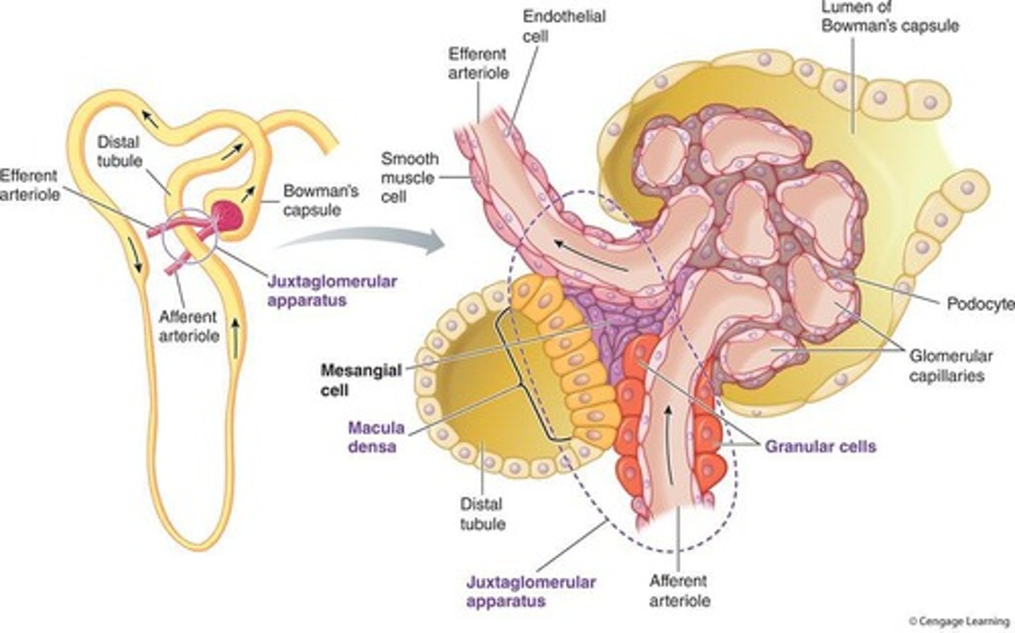 <p>The functional unit of the kidney responsible for urine formation.</p>