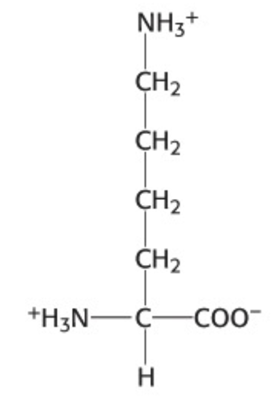 <p>Which amino acid is this</p>