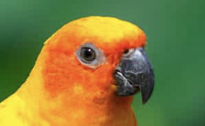 <p>Short, thick, curved beaks</p>