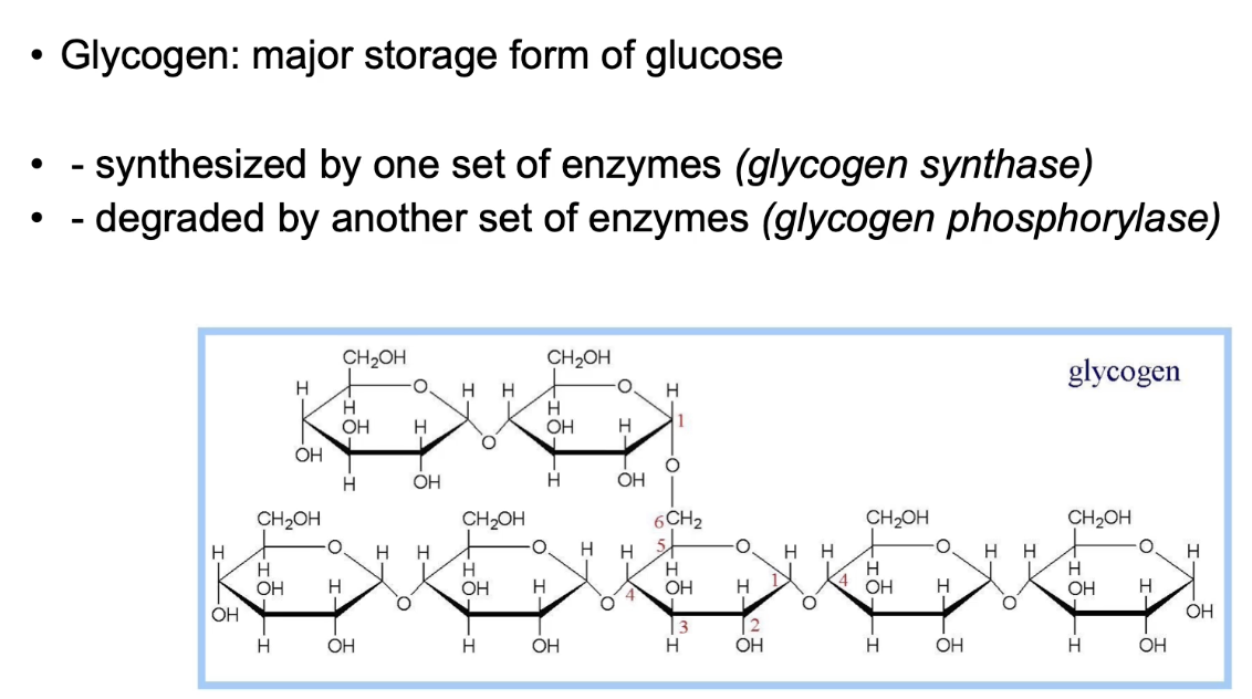<ul><li><p>PKA <strong>increases glucose supply</strong> by regulating glycogen metabolism</p></li><li><p><strong>Inhibits glycogen synthase</strong> (stops glycogen formation)</p></li><li><p><strong>Activates glycogen phosphorylase</strong> (promotes glycogen breakdown to glucose)</p></li><li><p>Released glucose feeds glycolysis → pyruvate + NADH → ATP production for energy during stress</p></li></ul><p></p>
