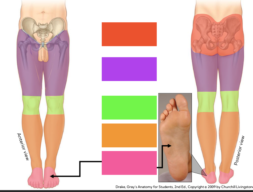 <p>name the 5 regions of the upper limb ( &amp; common names)</p>