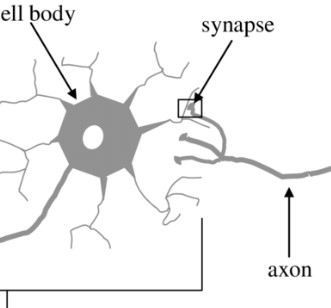 <p>the place where the axon terminal of a sending neuron meets the dendrite of a neighboring neuron or other type of cell receiving its signal; junction between neurons where communication occurs</p>