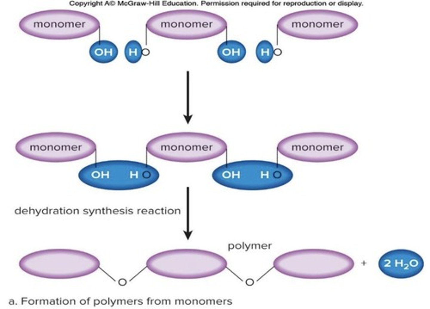 <p>A reaction where water is removed to form bonds.</p>